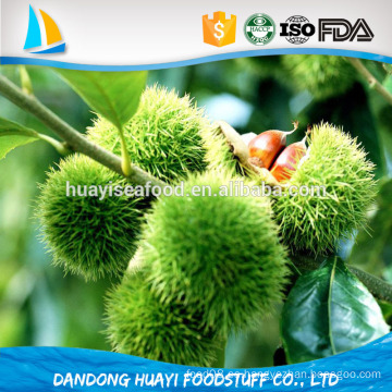 New Crop Chinese Fresh Chestnuts precios